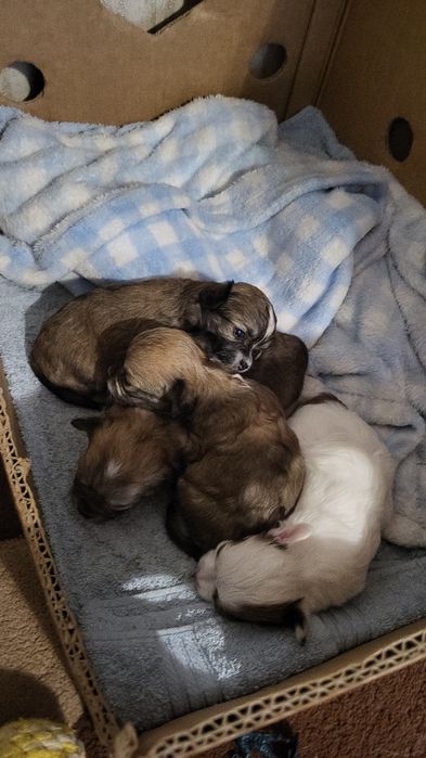 Чихуахуа вязка кобель