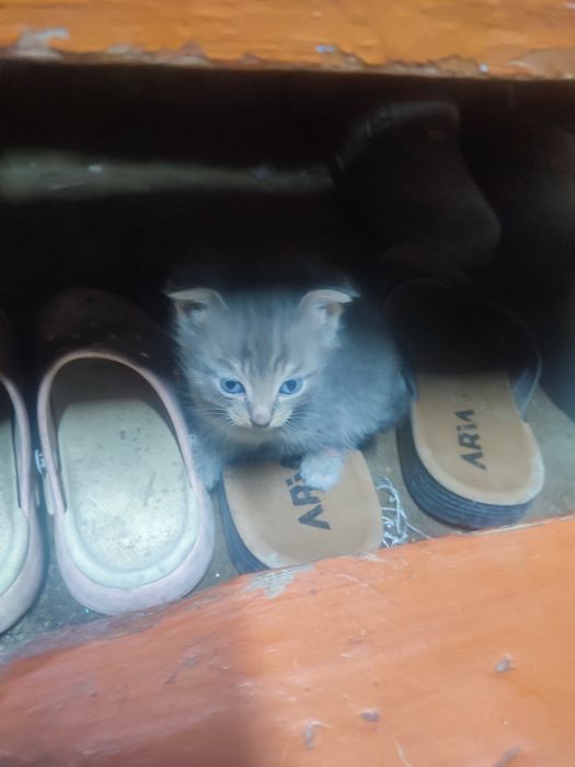 Котенок вислоухий