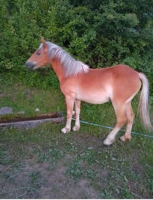 Продавам супер кобила