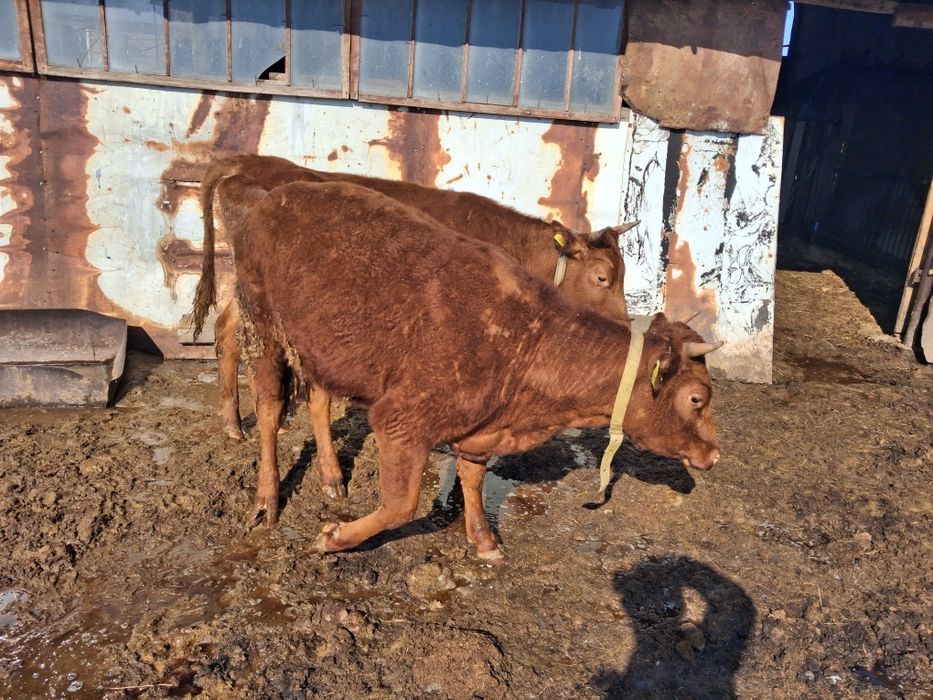 Продам тёлок 2-х лет