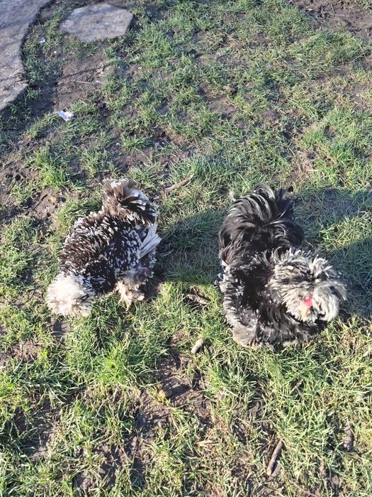 Американски копринки яйца