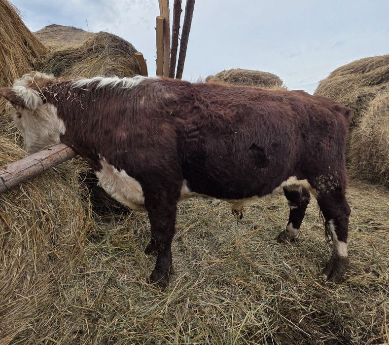 Продам быка на племя