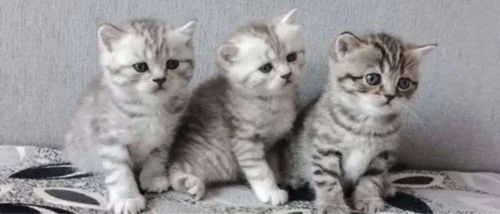 Миленькие Ребяточки