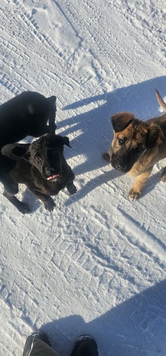 Немецкая овчарка