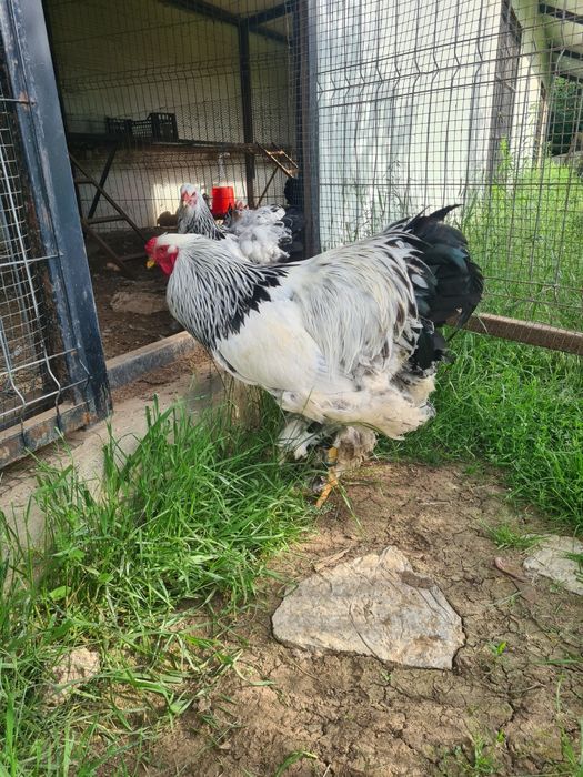 Oua brahma herminat deschis și bobat