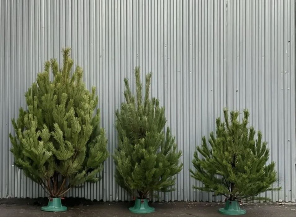 Ветки елки,ветки пихты,живая елка,живая сосна,живая ель