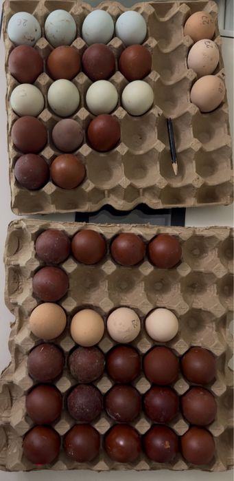 Маран черно-медный