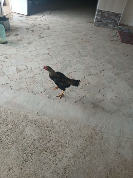 Kulangi sotiladi  sogʻlom