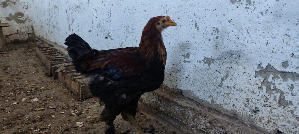 Продам двух цыплят подросшие им