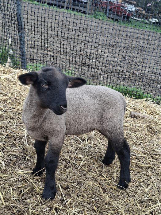 Vând oi Suffolk cu miei