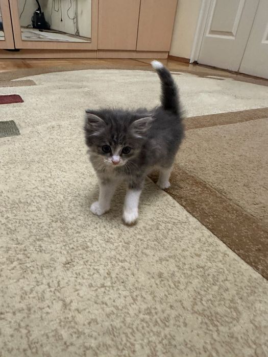 Котёнок пушистый