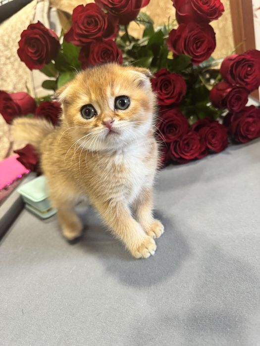 Продаю мушук фолд шиншилла голд