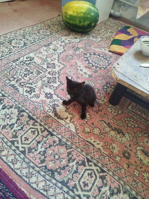 Отдам котят хорошие руки