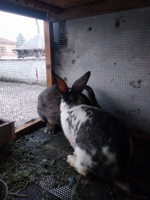 Зайци Великани и Пеперуди