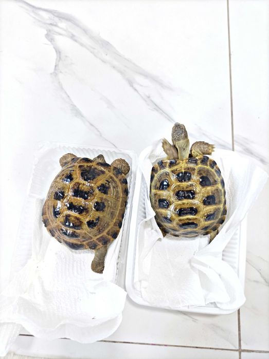 Продается Черепаха!
