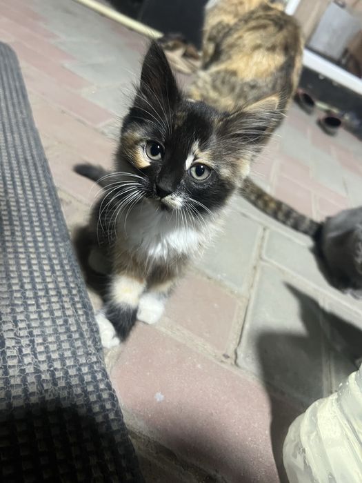 Милейшие котятки