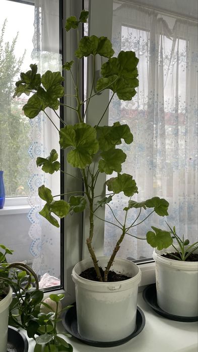 Продам домашние цветы