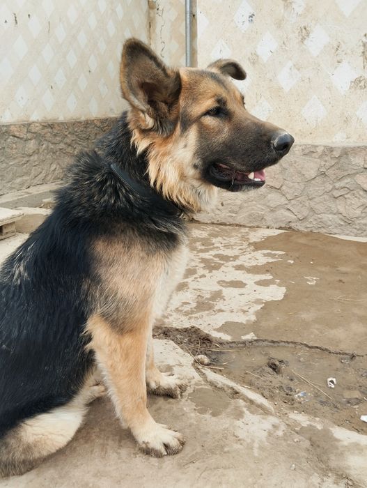 Кучук сотилади яхши хонаки мажбурлидан сотворвоман офчарка