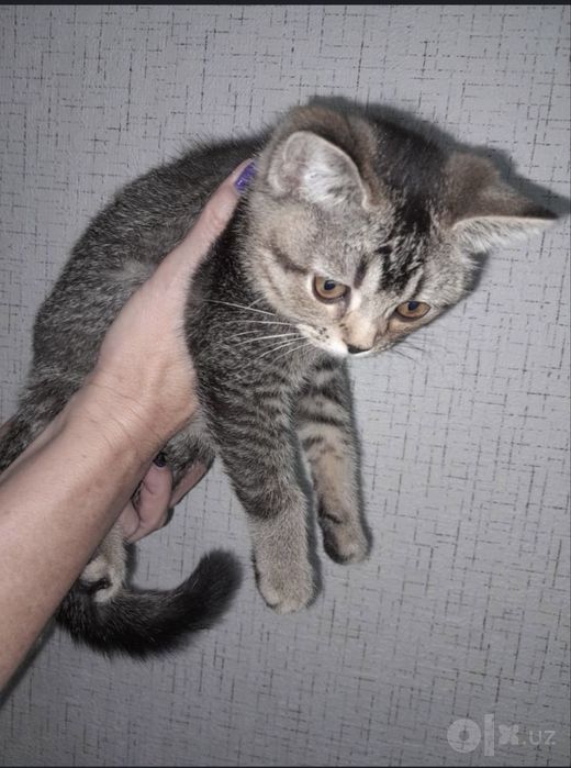 Шиншила скотишфолд девочка