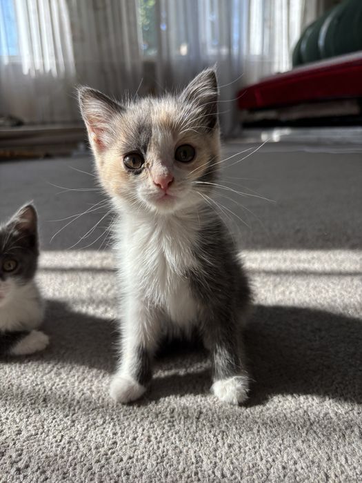 Отдам котят, все девочки