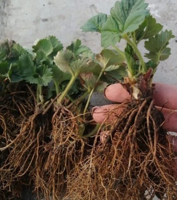 Продам рассаду клубники