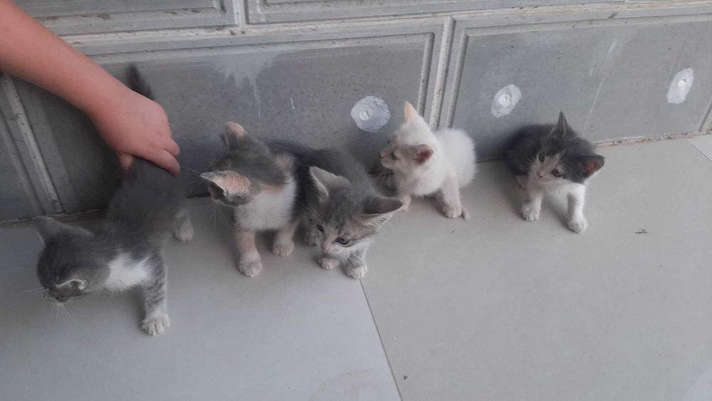 Котята в добрые руки