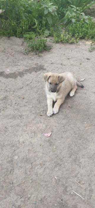 Отдаю щенков, все девочки.