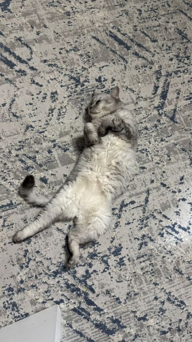 Кот домашний очень тихий