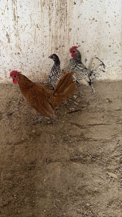 Сибраит серебро пара