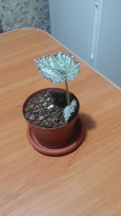 Бегония декоративнолистная