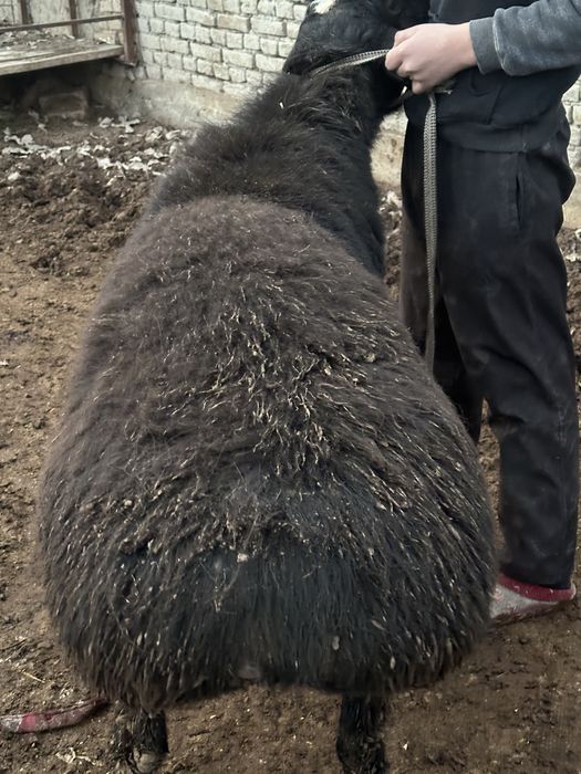 Kami bor  kichkinaro qoylaram bor kere bosa tel qlorasilar