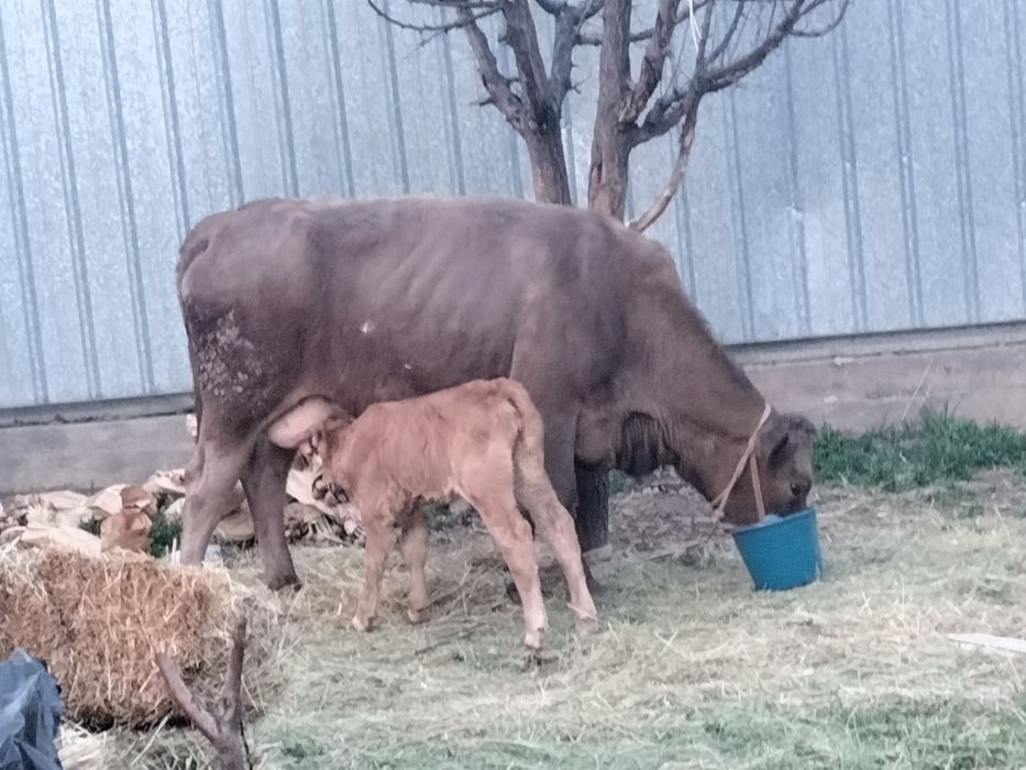 Бұзаулы сиырлар сатылады саудасы бар