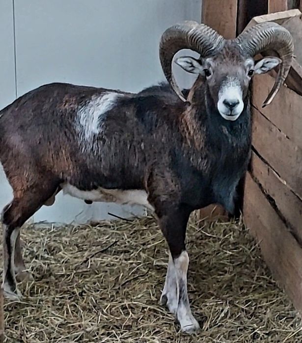 Vand oi camerun rasa pura genă tată mulfon