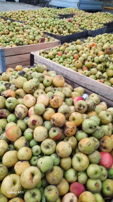 Vând Mere Falticeni