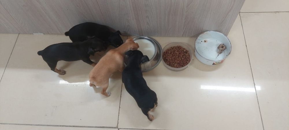 Щенки той терьера