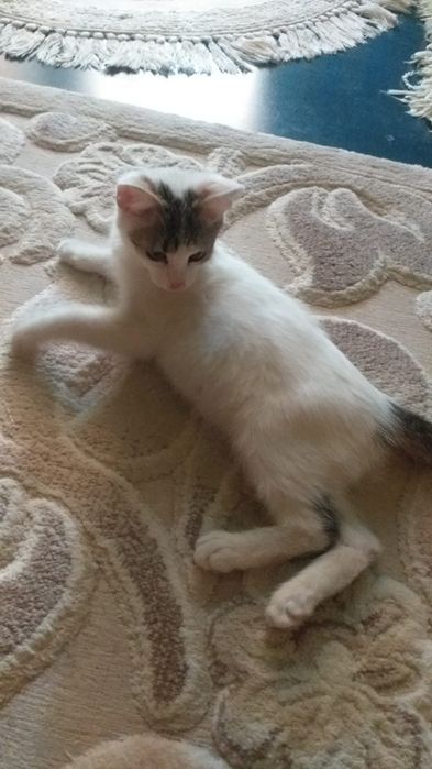 Pisoi spre adoptie