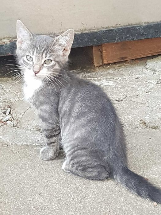 Подарявам котета