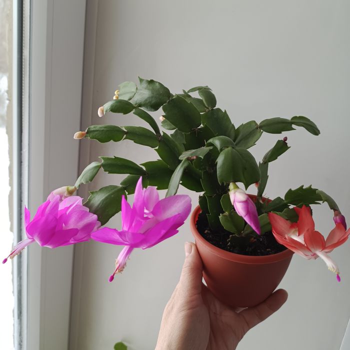 Комнатные растения