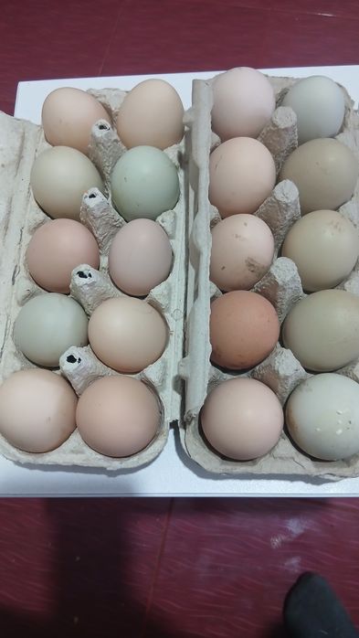 Ouă bio pt consum sau incubat