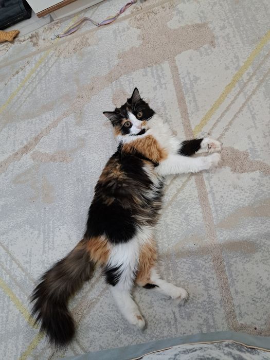 Отдам кошечку в добрые руки