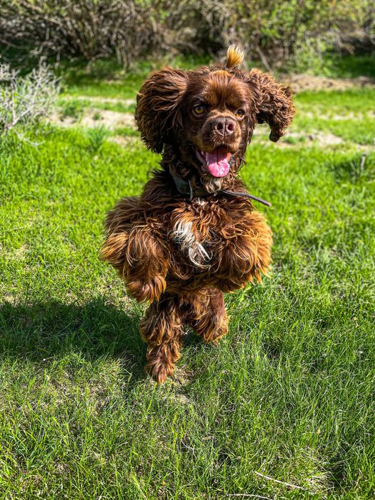 Вязка американский кокер спаниель