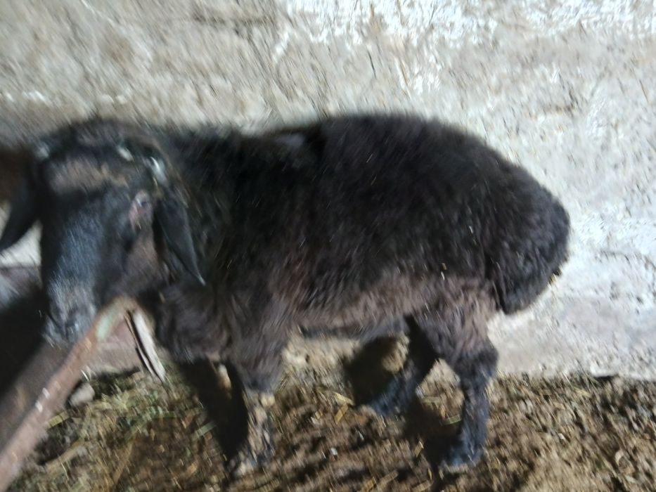 Qo'chqor barralar sotiladi