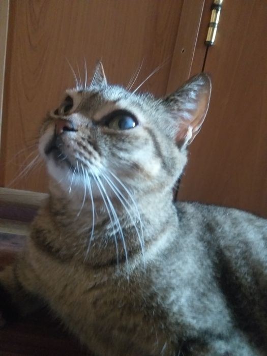 Продаётся кот под именем Томми