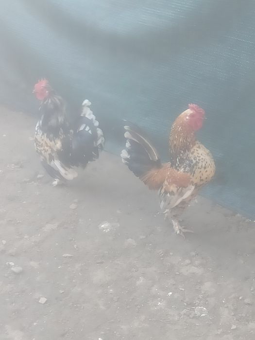 Vad cocoși pitici de rasă
