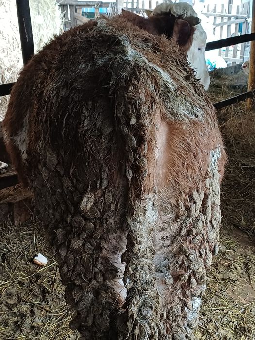 Продам бычка 11мес