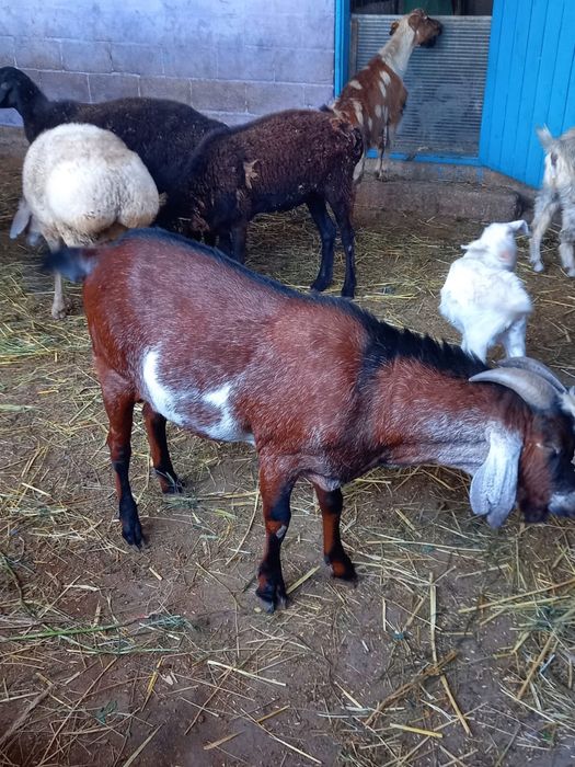 Продам жирных  баран