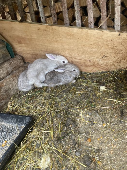 2 iepuroaice, una cu 5 iepurasi si una cu 1 iepuras