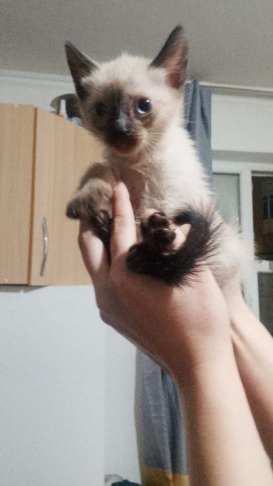 Отдам котят сиамские