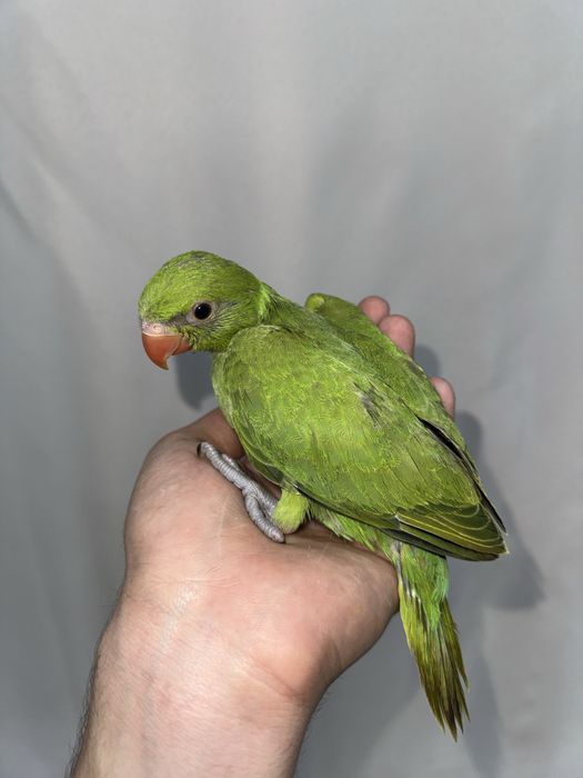 Ожереловый попугай продается