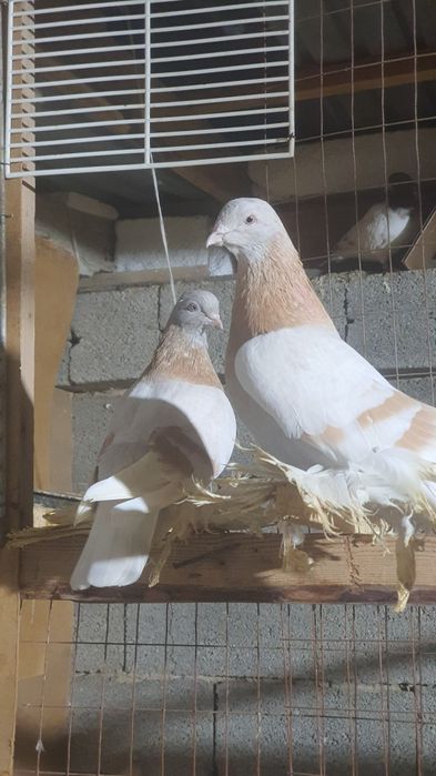 Продается тасманый